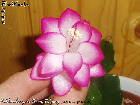  Schlumbergera Berry Edging ( ) 