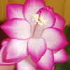 Кактус Schlumbergera Berry Edging (название условное)