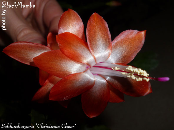  Schlumbergera Christmas Cheer 