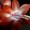 Кактус Schlumbergera Christmas Cheer
