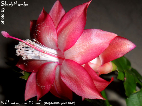  Schlumbergera Corall ( ) 