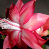 Кактус Schlumbergera Corall (название условное)