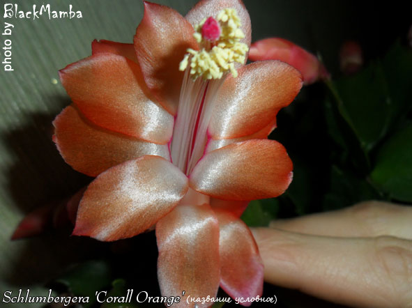  Schlumbergera Corall Orange ( ) 