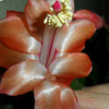 Кактус Schlumbergera Corall Orange (название условное)