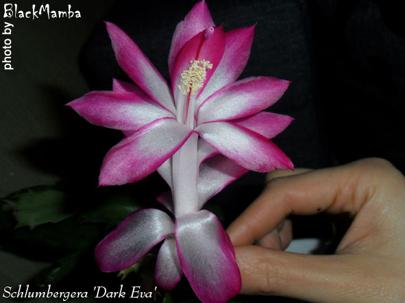  Schlumbergera Dark Eva 