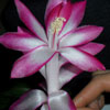 Кактус Schlumbergera Dark Eva