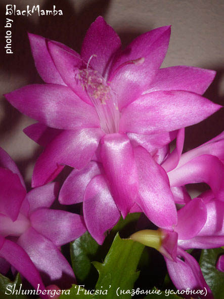  Schlumbergera Fucsia ( ) 