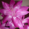 Кактус Schlumbergera Fucsia (название условное)