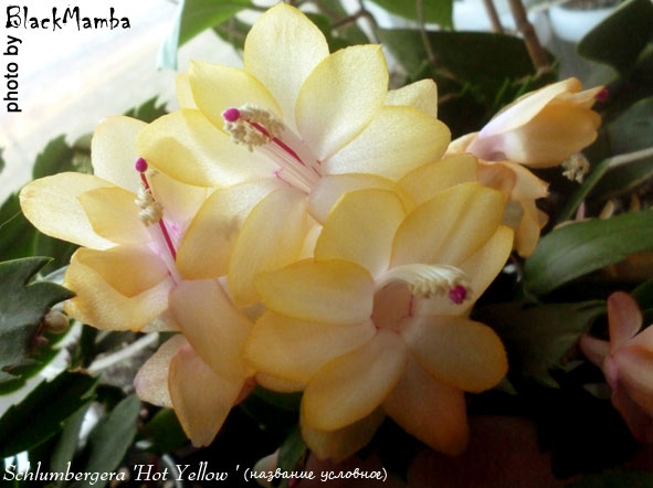  Schlumbergera Hot Yellow ( ) 