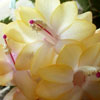 Кактус Schlumbergera Hot Yellow (название условное)