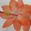 Кактус Schlumbergera Leonardo Da Vinci