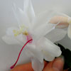 Кактус Schlumbergera Malissa