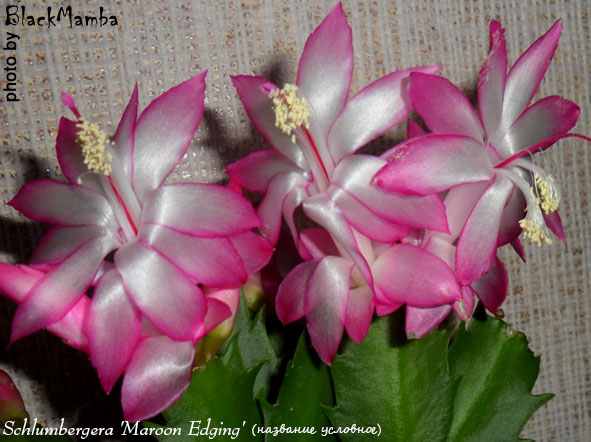  Schlumbergera Maroon Edging ( ) 