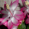 Кактус Schlumbergera Maroon Edging (название условное)