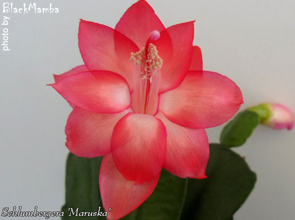  Schlumbergera Maruska 