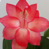 Кактус Schlumbergera Maruska