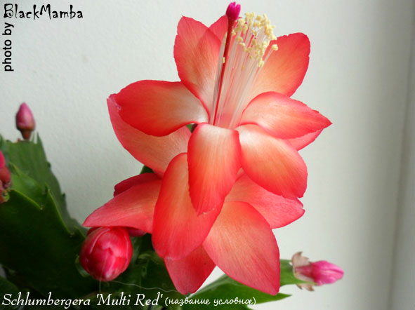  Schlumbergera Multi Red ( ) 