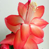 Кактус Schlumbergera Multi Red (название условное)