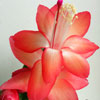  Schlumbergera Multi Red ( )