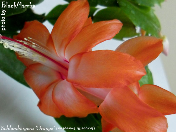  Schlumbergera Orange ( ) 