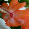 Кактус Schlumbergera Orange (название условное)