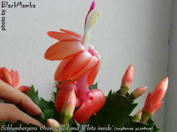  Schlumbergera OrangeRed and White inside ( ) 