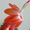 Кактус Schlumbergera OrangeRed and White inside (название условное)