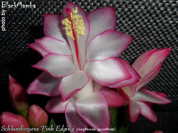  Schlumbergera Pink Edging ( ) 