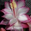 Кактус Schlumbergera Pink Edging (название условное)