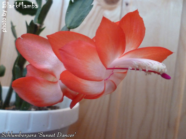  Schlumbergera Sunset Dancer 