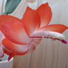 Кактус Schlumbergera Sunset Dancer
