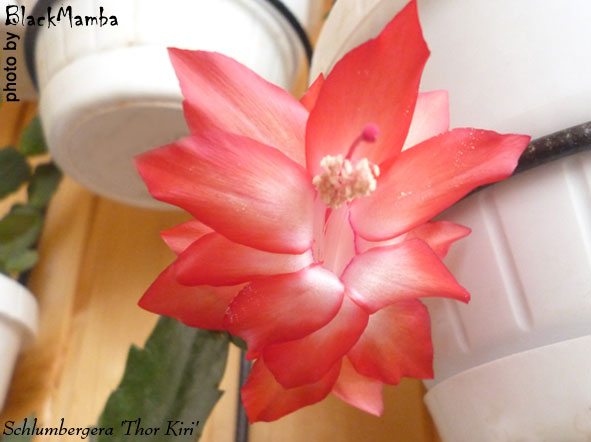  Schlumbergera Thor Kiri 