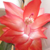 Кактус Schlumbergera Thor Kiri