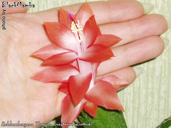  Schlumbergera Tomato ( ) 