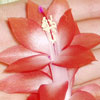 Кактус Schlumbergera Tomato (название условное)