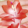  Schlumbergera Tomato ( )