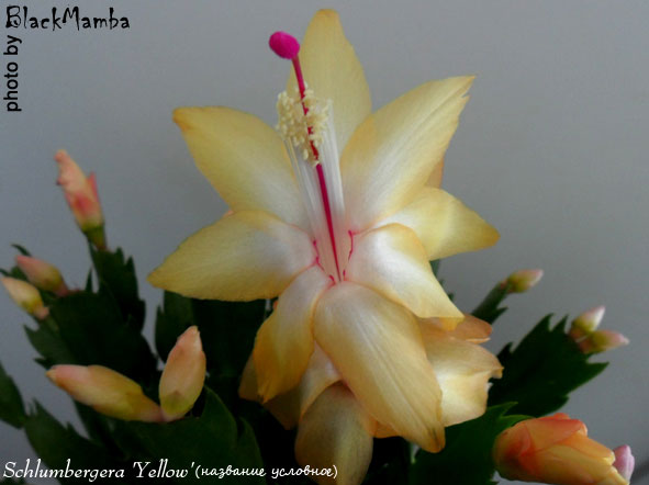  Schlumbergera Yellow ( ) 