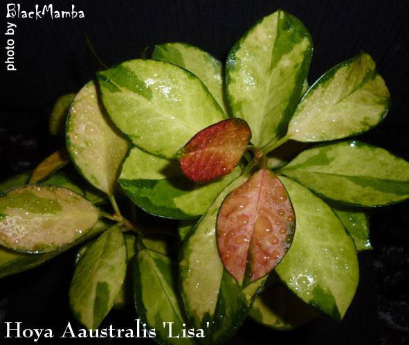  Hoya Australis ' Lisa ' 