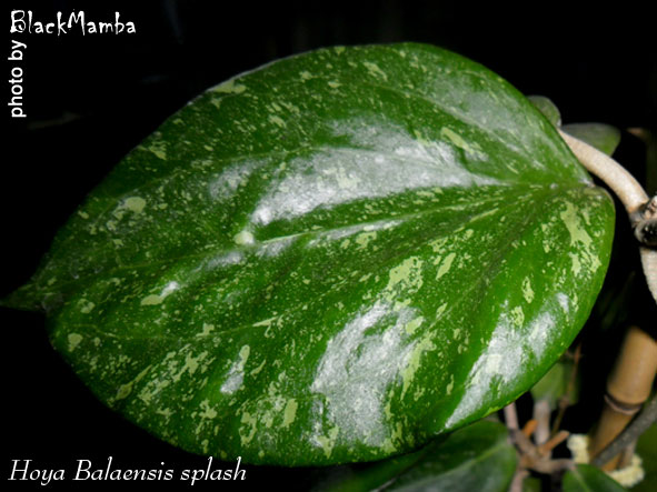  Hoya Balaensis splash 