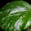Hoya Balaensis splash