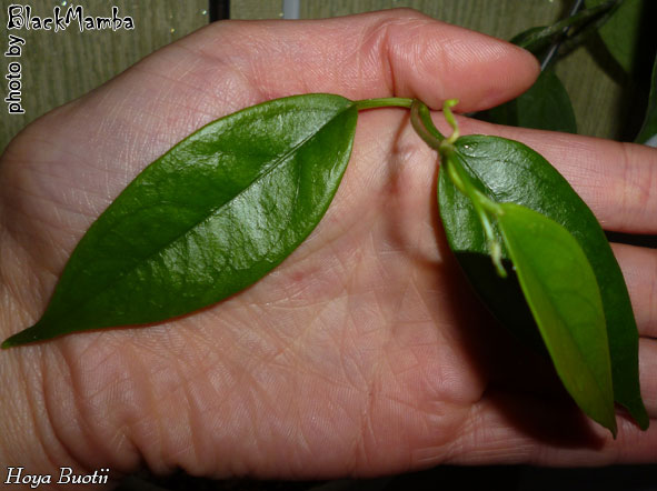  Hoya Buotii 