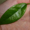Hoya Buotii