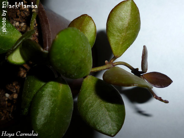  Hoya Carmelae 