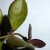 Hoya Carmelae