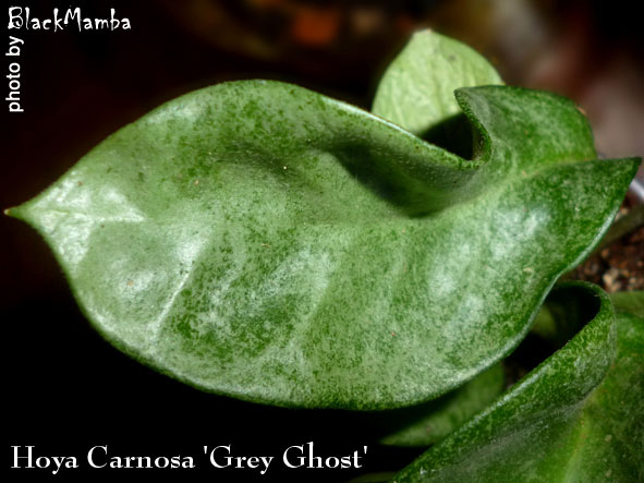  Hoya Carnosa 'Grey Ghost' 