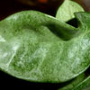 Hoya Carnosa 'Grey Ghost'