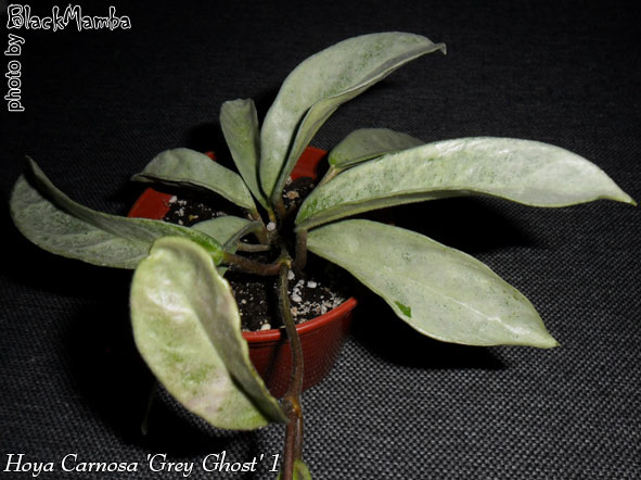  Hoya Carnosa 'Grey Ghost' 1 