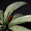 Hoya Carnosa 'Grey Ghost' 1