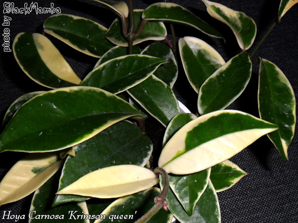  Hoya Carnosa 'Krimson queen' 