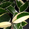 Hoya Carnosa 'Krimson queen'